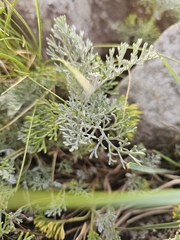 Artemisia maritima, photograph (c) Emil Jantke, some rights reserved (CC BY)