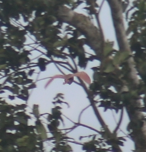 Cinnamon Bittern