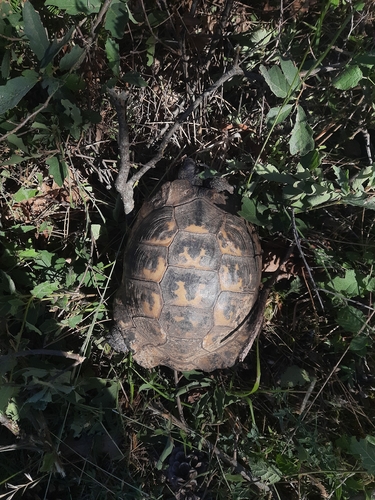 Greek Tortoise