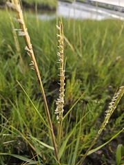 Sporobolus anglicus, photograph (c) Emil Jantke, some rights reserved (CC BY)
