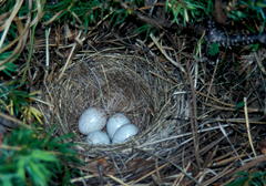Junco hyemalis caniceps
