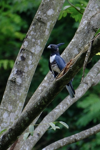 Black Baza