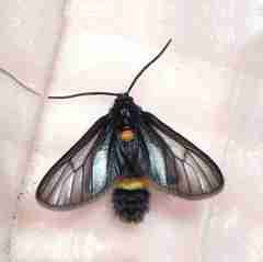 Psichotoe duvaucelii