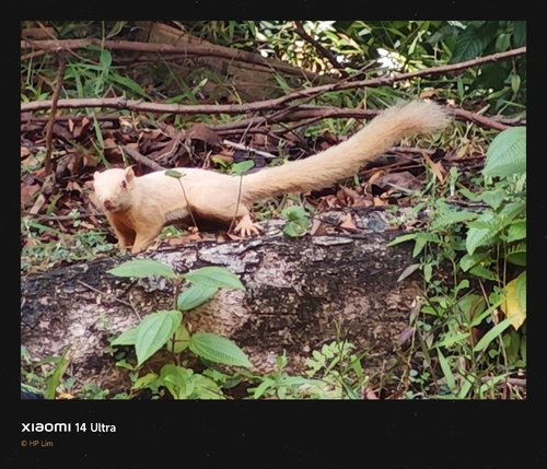 Plantain Squirrel, photo 9 of 10