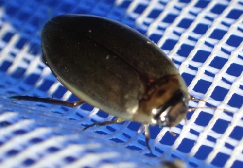 Cosmopolitan Diving Beetle, Lange Dreef, Culemborg, Gelderland, NL, photo 8 of 10