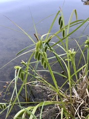 Carex comosa