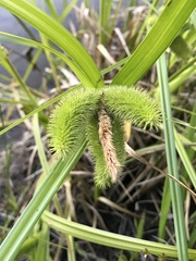 Carex comosa