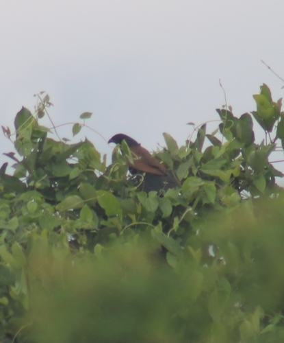 Lesser Coucal