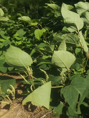 Japanese knotweed