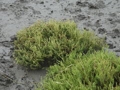 Artemisia capillaris