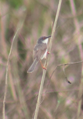 Gray-breasted Prinia