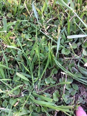 Dichondra repens