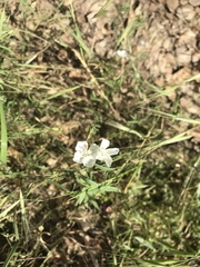 Clarkia epilobioides