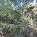 Acacia mearnsii