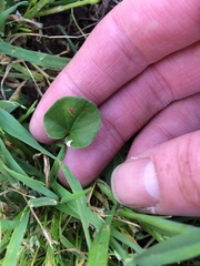 Dichondra repens