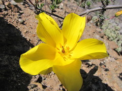 Balbisia peduncularis