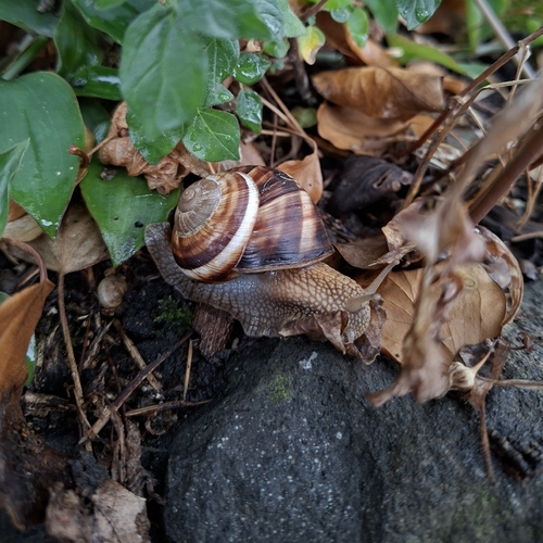 Turkish Snail