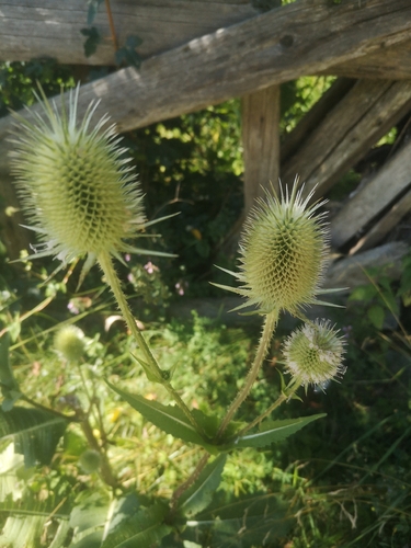 cutleaf teasel