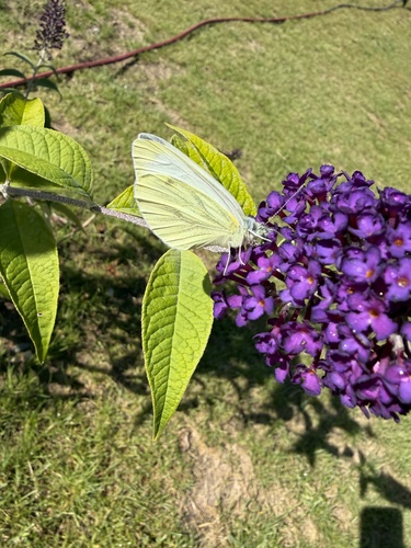 Green-veined White