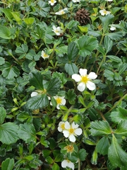 Fragaria chiloensis