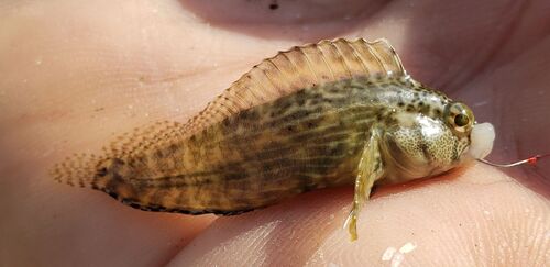 Striped blenny (Chasmodes bosquianus) — Blenniidae — 2