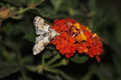 Azochis rufidiscalis