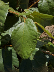 Grewia hexamita, photograph (c) alanbedfordshaw, some rights reserved (CC BY-SA)