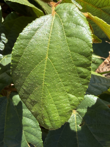 Grewia hexamita, photograph 3