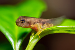 Isthmohyla pseudopuma