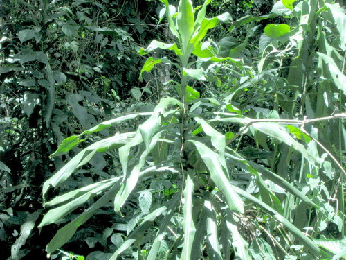 Dracaena fragrans