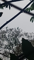 Amazona auropalliata