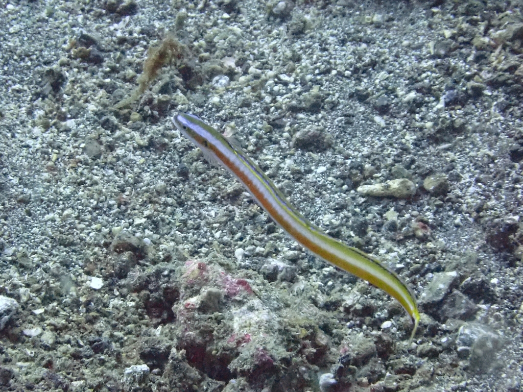 Curious Wormfish