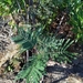 Acacia mearnsii