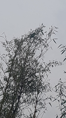 Amazona auropalliata