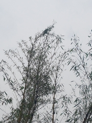 Amazona auropalliata