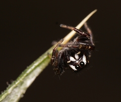 Metaphidippus manni