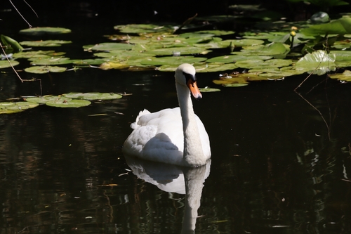 Mute Swan