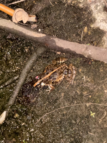 Paddy Field Frog