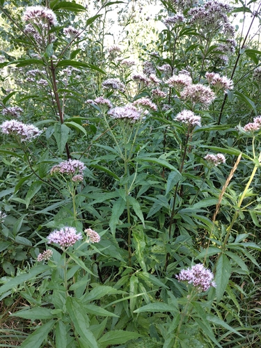 hemp agrimony