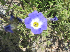 Nolana elegans