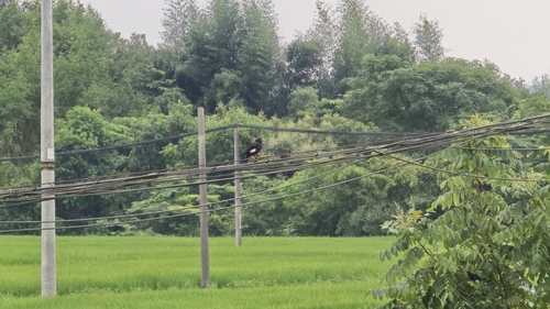 Crested Myna