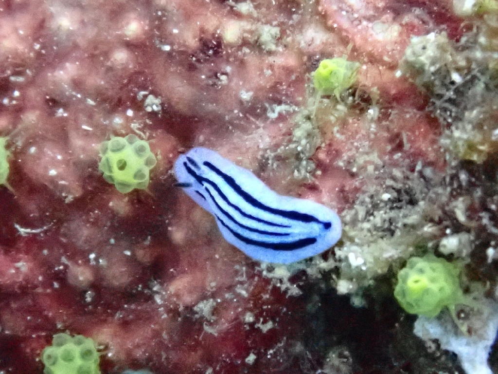 Anne's Phyllidiopsis