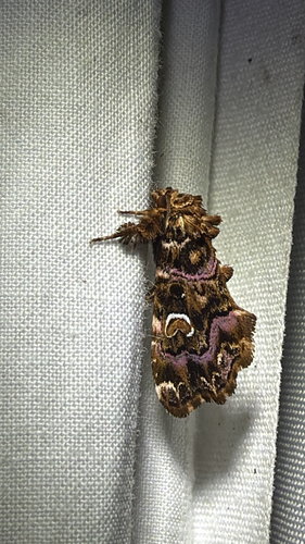 Pink-shaded Fern Moth