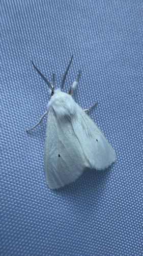 Virginian Tiger Moth