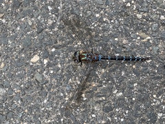 Aeshna tuberculifera