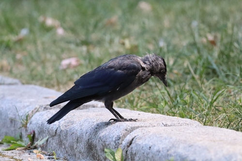 Eurasian Jackdaw