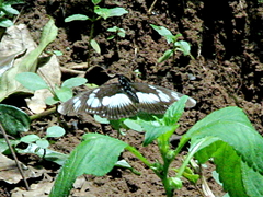 Pseudacraea lucretia
