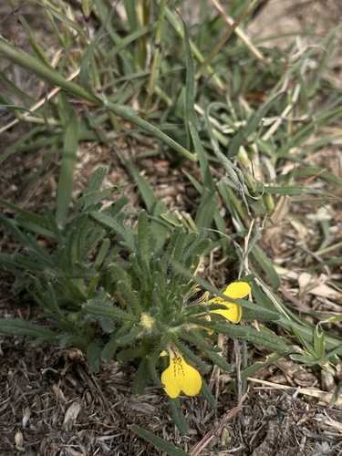 Ground-pine