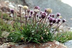Erigeron uniflorus, photograph (c) Wolfgang Jauch, some rights reserved (CC BY)