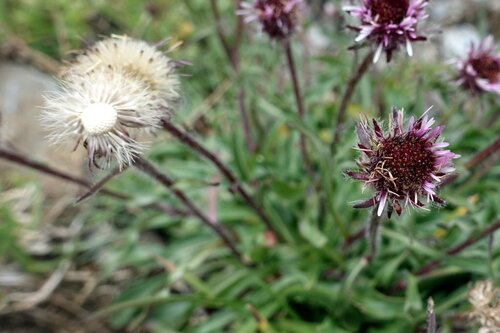 Erigeron uniflorus, photograph 5
